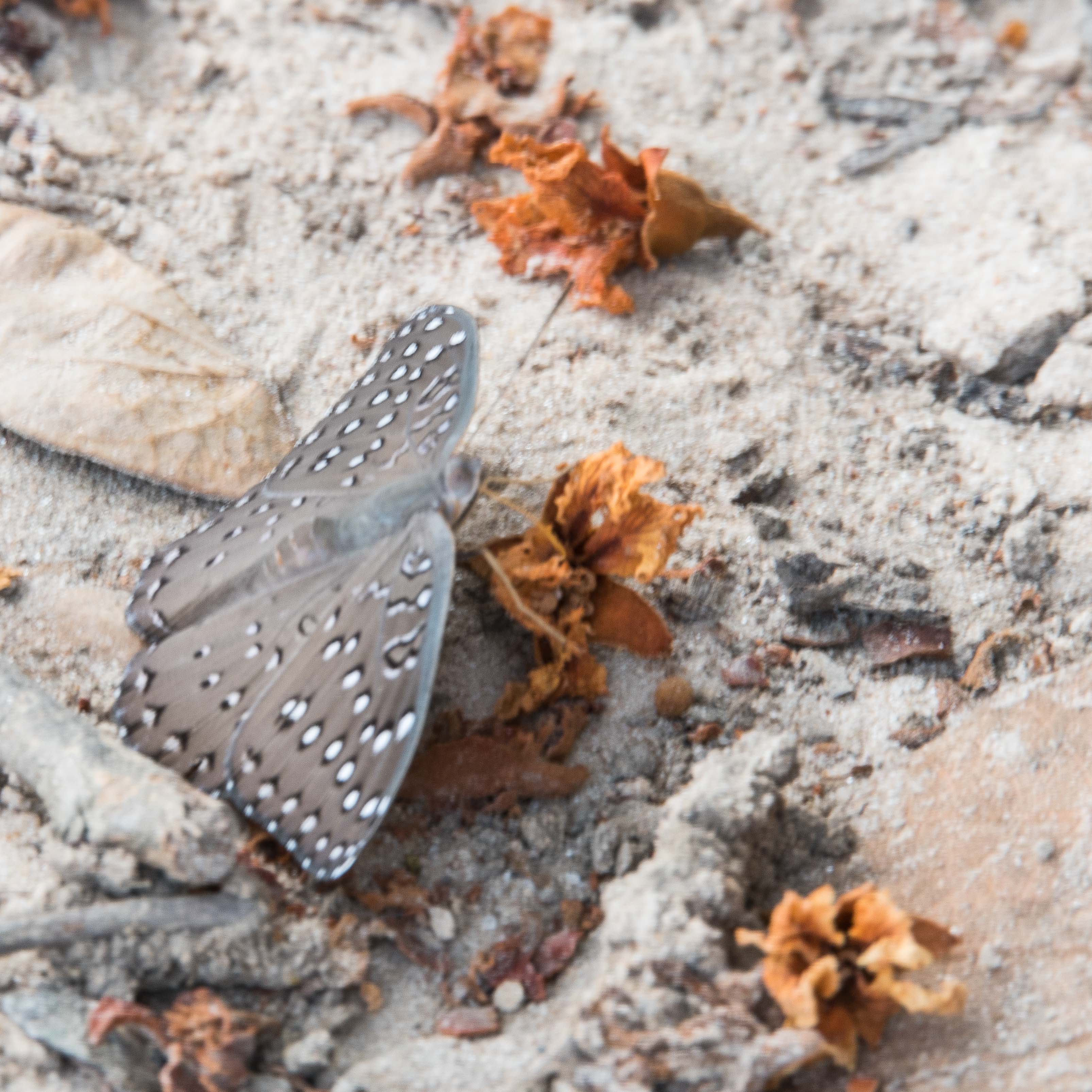  Papillon Hamanumida daedalus (Guineafowl butterfly), Camp de la Réserve de Fathala, Région de Fatick, Sénégal.